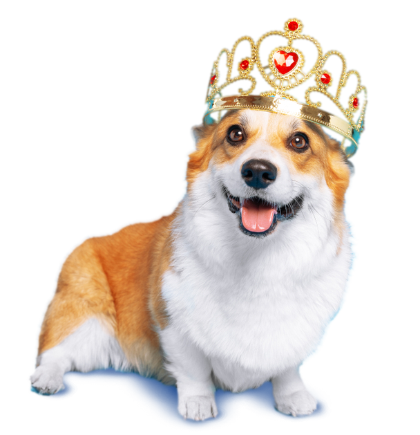 perro azul4